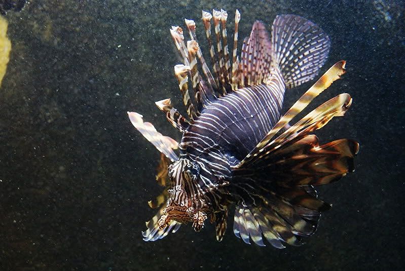 Visita al Acuario de O Grove Biotope Aquarium Forum